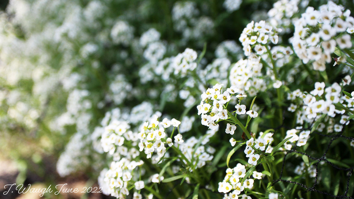 Alyssum flowers in the summer sun. Their scent is just like honey.