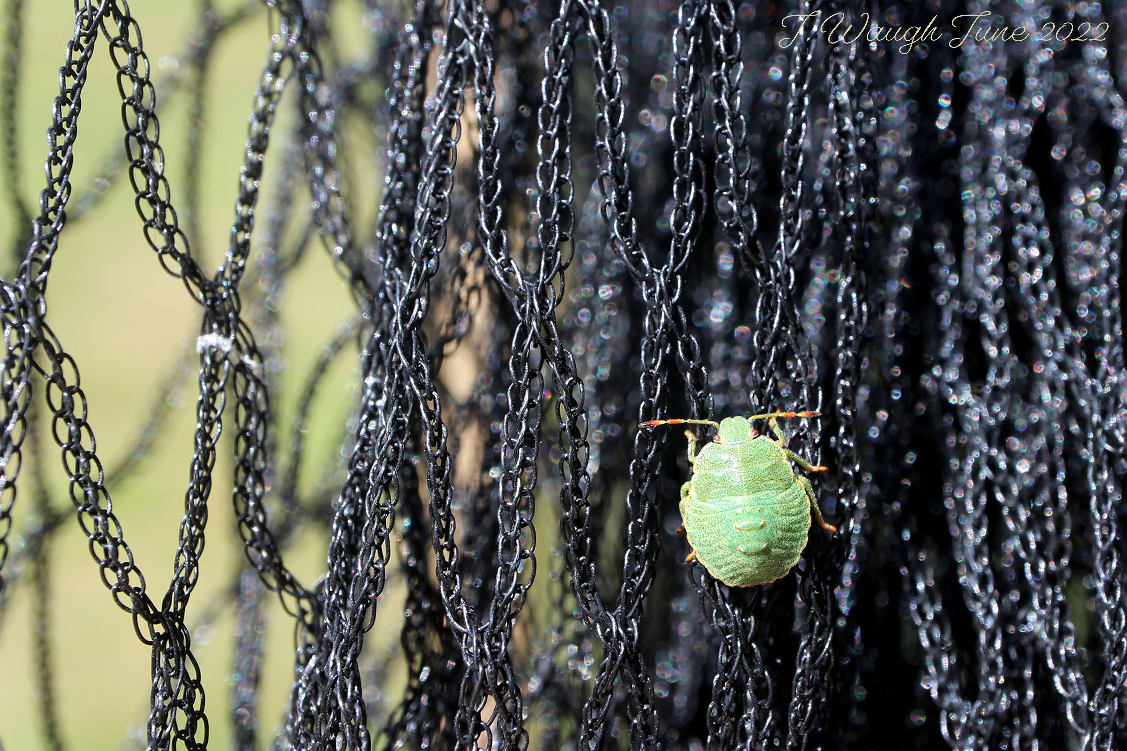 A shield bug climbs up the mesh of a fruit cage. At this scale the net looks like a myriad of tiny chains.